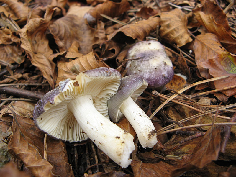 Russula